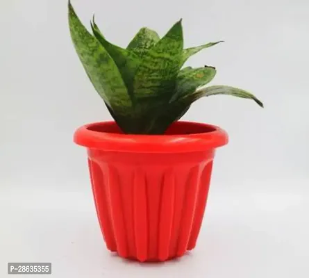 Platone Snake Plant sanke50