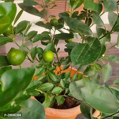 Platone Lemon Plant Chinese Orange (Indoor Suitable Plant) Plant Indoor Plant for Garden (1 Healthy Live Plant)