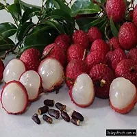 Platone Litchi Plant Rumani Licthi Plant For Outdoor Garden-thumb1