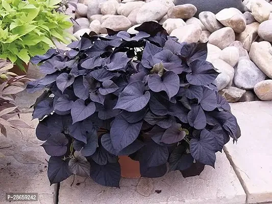 Platone Sweet Potato Plant Sweet potato vine Plant (Hanging Plant )-thumb0