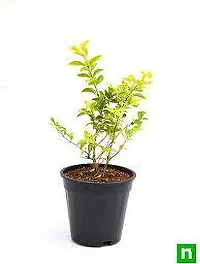 Platone Duranta Plant duranta plant ooi-thumb1