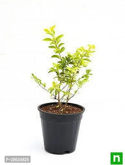 Platone Duranta Plant duranta plant ooi-thumb2