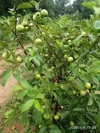 Platone Guava Plant GUAVA PLANT P0987-thumb1