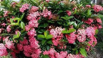 Platone Ixora Plant IXORA PLANT PNNB-thumb1