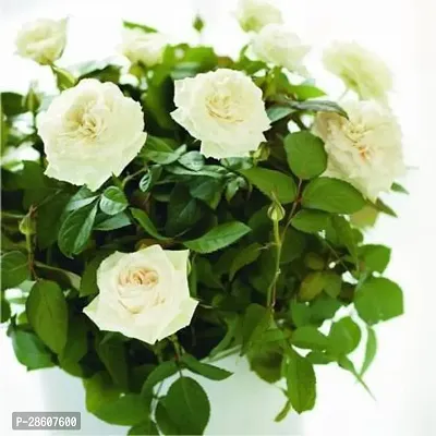 Platone Rose Plant rose live plant 08-thumb3