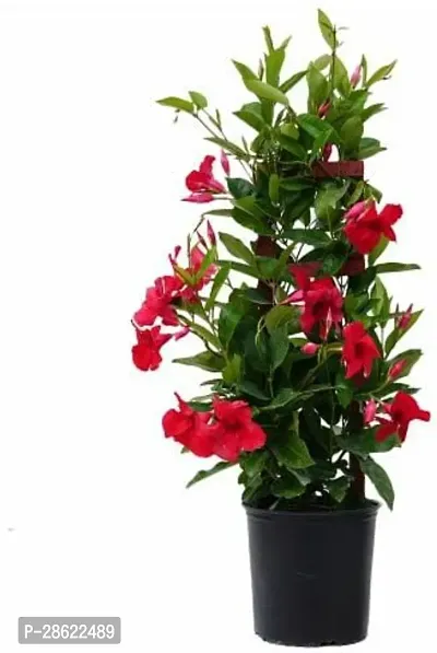 Platone Mandevilla Plant mandevilla plant 786-thumb0