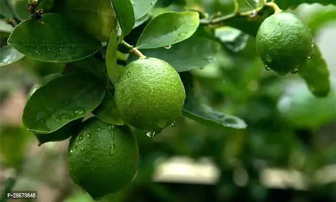 Platone Lemon Plant Lemon PlantHybrid And Grafted Plant Esey To Grow _BB044