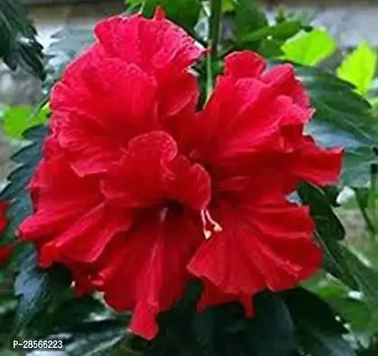 Platone Hibiscus Plant Hibiscus Plant ( Peru Hibiscus Plant )