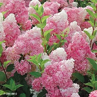 Platone Hydrangea Plant HYDRA28