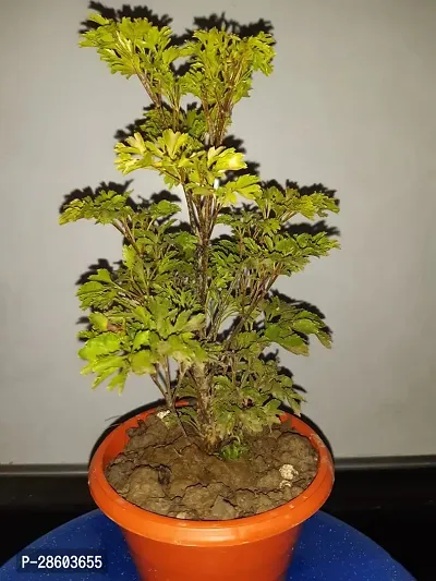 Platone Aralia Plant PPNGI0011-thumb3