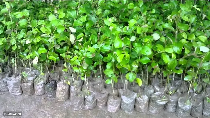 Platone Custard Apple Plant Green Apple bear Live Plants