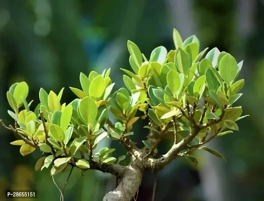 Platone Ficus Plant ficus plant-thumb0