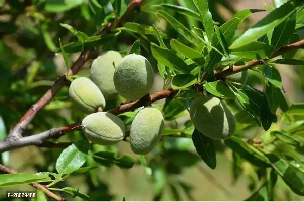 Platone Almond Plant Almond Fruit PLANT-thumb0