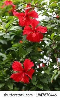 Platone Hibiscus Plant red hibiscus11-thumb1