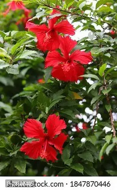 Platone Hibiscus Plant red hibiscus11-thumb2