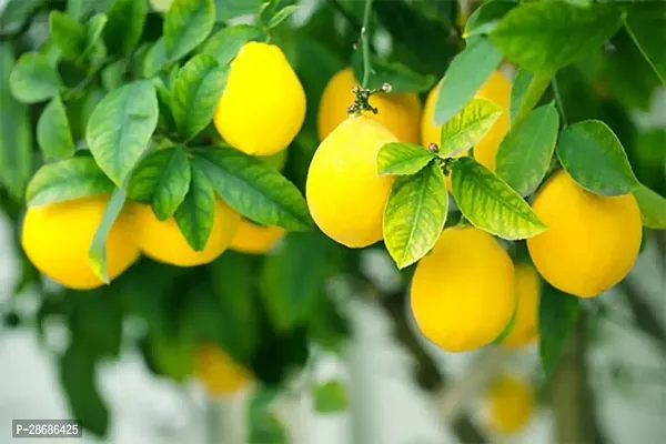 Platone Lemon Plant NMBKAGJI LEMON PLANT SEEEDLEES