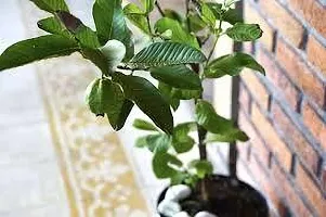 Platone Guava Plant GUAVA PLANT CVBNM1-thumb1