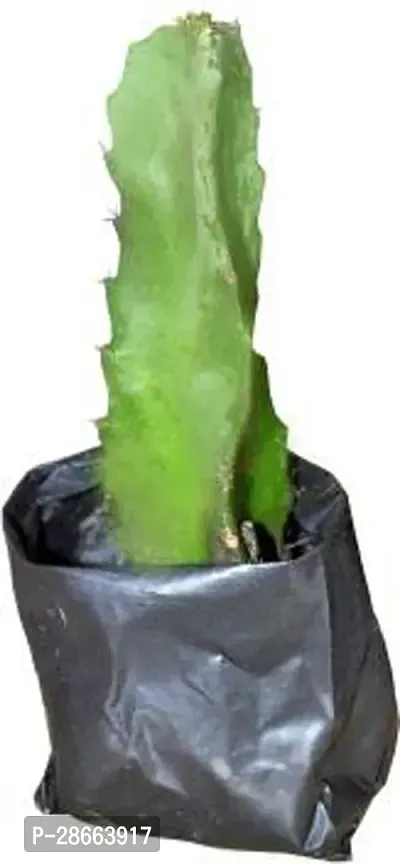 Platone Dragon Tree Dragon Fruit Plant Plant-thumb2