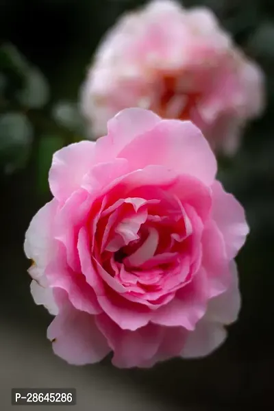 Platone Rose Plant PINK ROSE PLANT