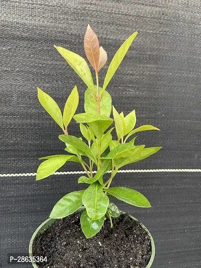 Platone Guava Plant Guava plant42-thumb0