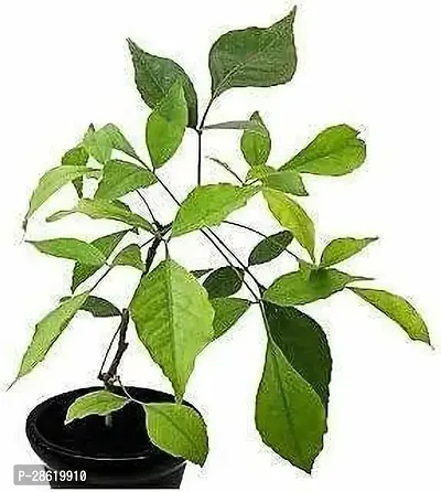 Platone Bel Plant Bel PATTRA PLANT LIVE WITH POT-thumb0