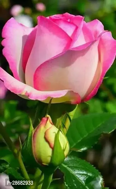 Platone Rose Plant Kashmiri Rose Plant-thumb0