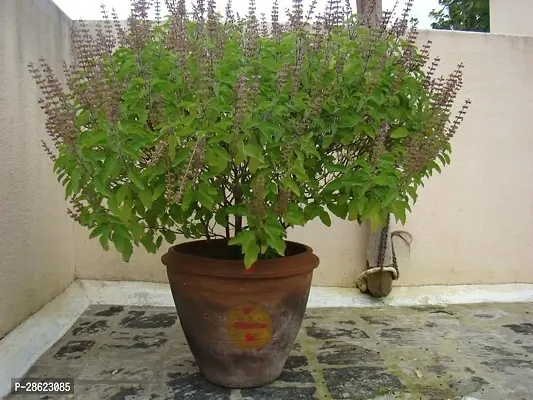 Platone Tulsi Plant TULSI35