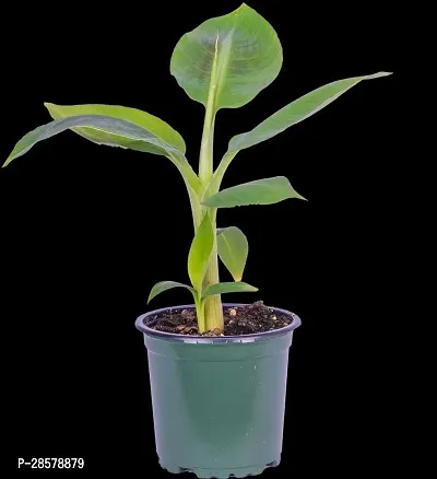 Platone Banana Plant Banana Live Plant