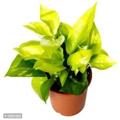 Platone Money Plant golden haven plant-thumb0