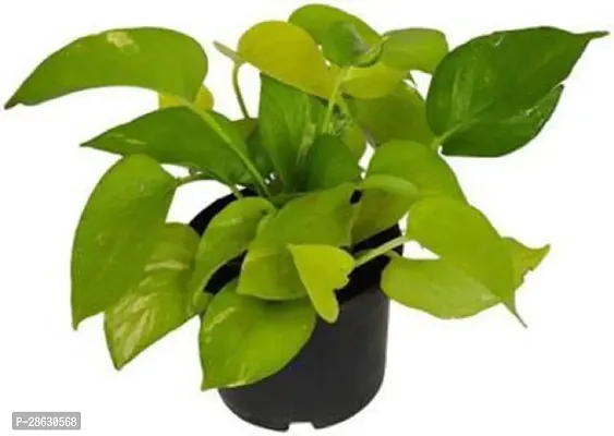 Platone Money Plant Golden Money Plant-thumb0