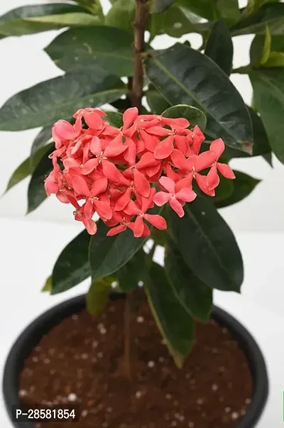 Platone Ixora Mini Pink Flowering Plant Plants141-thumb3