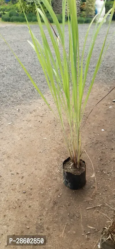 Platone Lemon Grass Plant Lemon Grass Plant