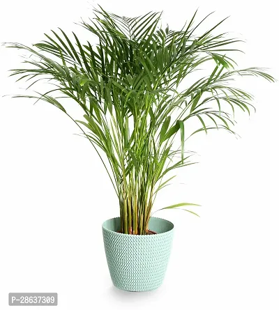 Platone Areca Palm Areca Plant A2