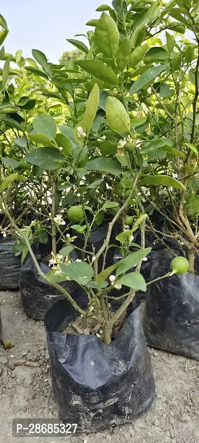 Platone Lemon Plant lemon-thumb0