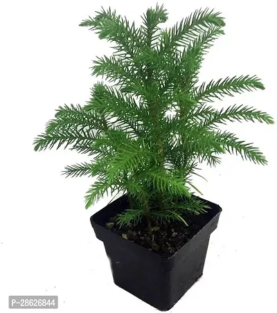 Platone Christmas Tree Plant ChristmassTree_Plants