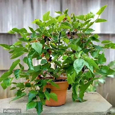 Platone ShahtootMulberry Plant Big Leaves-thumb0