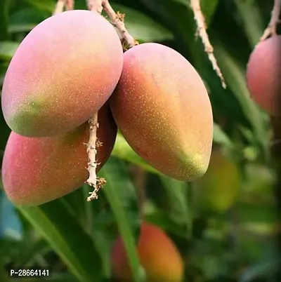 Platone Mango Plant Bari Mango Plant