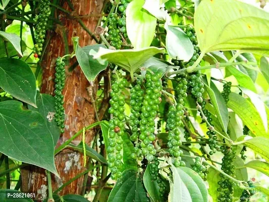 Platone Black Pepper Plant blackpepper92