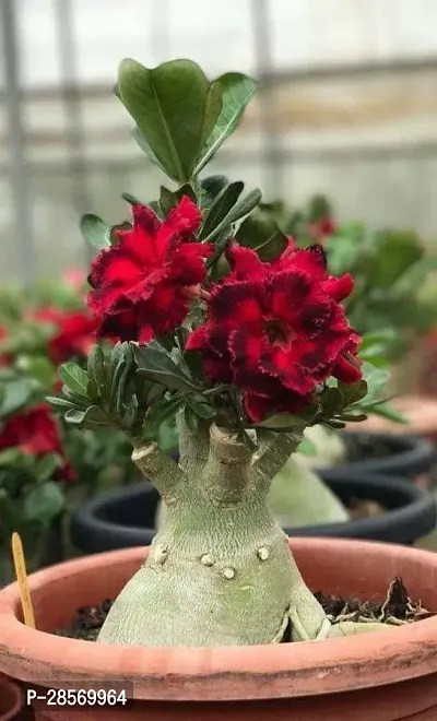 Platone Adenium Plant adma01