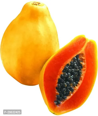 Platone Papaya Plant Hybrid_Papaya12-thumb0