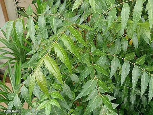 Platone Neem Plant NEEM PLANT-1-thumb3