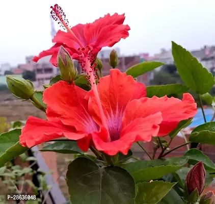 Platone Hibiscus Plant Hibiscus Red Live Flower Plant Disha-90002