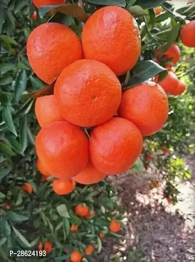 Platone Orange Plant Hybrid Orange Plant.-thumb0