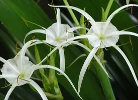 Platone Lily Plant Live White Spider LilyLycoris radiata,Plant -s-thumb1