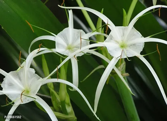 Platone Lily Plant Live White Spider LilyLycoris radiata,Plant -s-thumb2