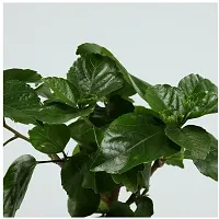 Platone Hibiscus Plant eco worlds Potted Hibiscus Plant-thumb2