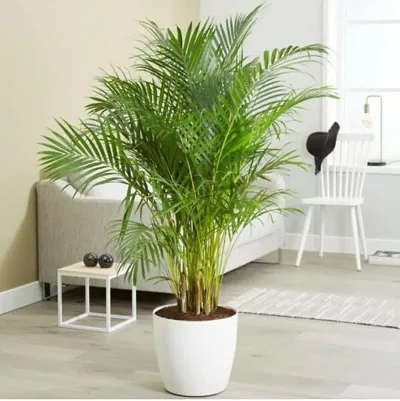 Trendy Plant & Planters 