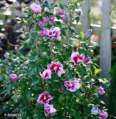 Platone Hibiscus Plant Hibiscus Plant ( Growth Hibiscus Plant )-thumb0