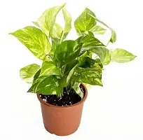 Platone Money Plant GOOD LUCK MONY PLANTS-thumb2