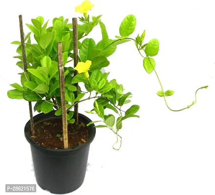 Platone MadhumaltiRangoon Creeper Allamanda vines live flower plant with pot (pack of 1)